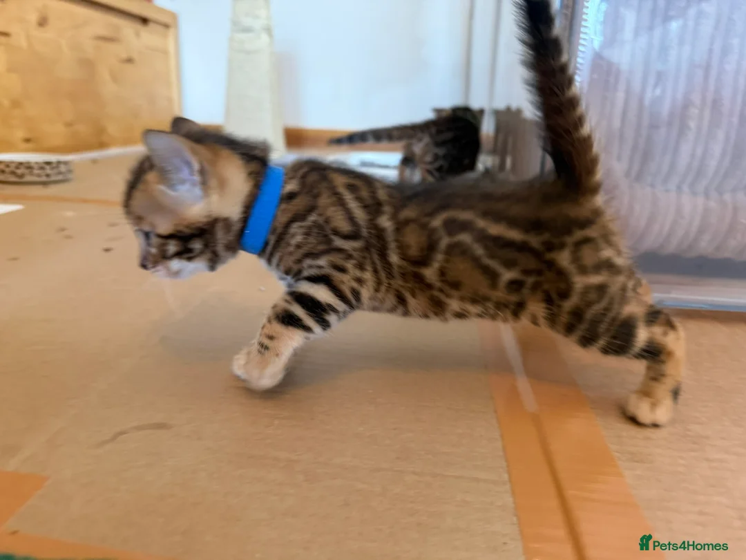 Bengal cats for sale: Stunning TICA registered Bengal kittens - Advert 2
