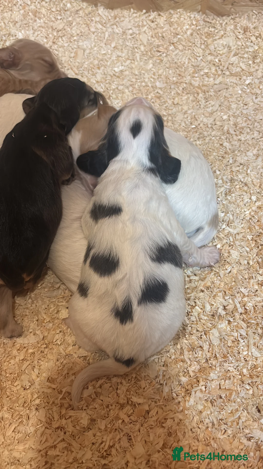 Cocker Spaniel dogs for sale: Cocker spaniel  in Leicester - Advert 2