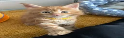 Maine Coon cats for sale: Stunning Red Kittens TICA reg  - Advert 7