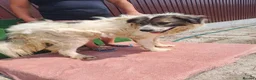 Mixed Breed dogs for adoption: 🐶Meet haiduc, one big fluffball 😍 - Advert 5