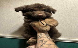 German Shepherd dogs for sale: Beautiful straight back German Shepherds  - Image 35