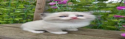 Ragdoll cats for sale: 4 European babies. Champion lines. Tica registered - Advert 2