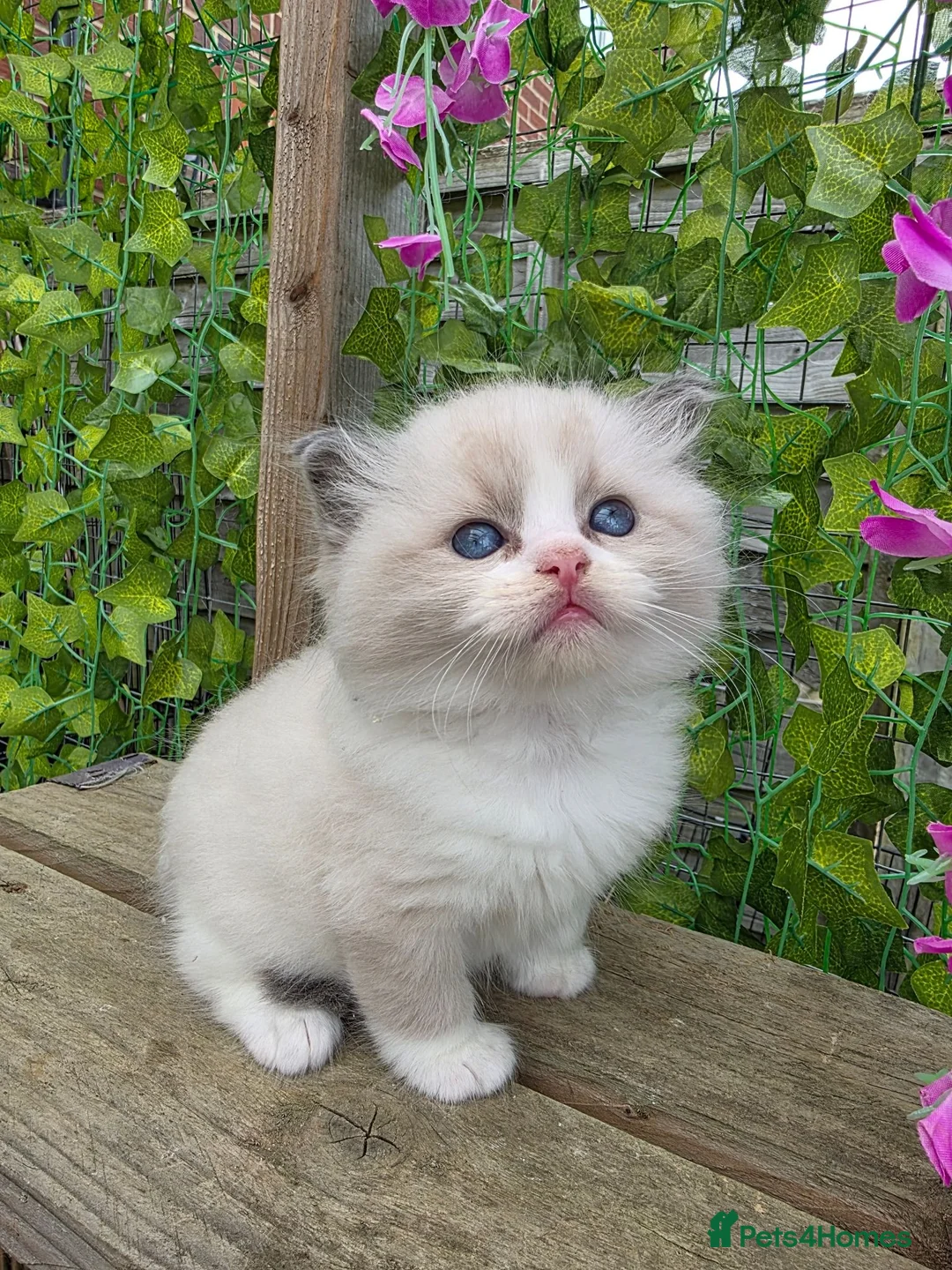 Ragdoll cats for sale: 4 European babies. Champion lines. Tica registered - Advert 2