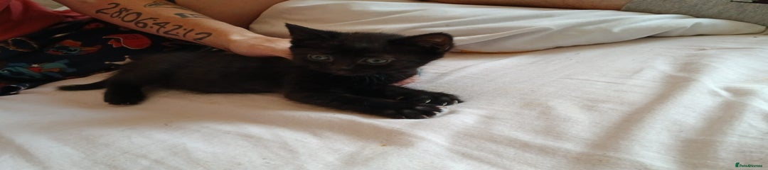 British Shorthair Kitten 5