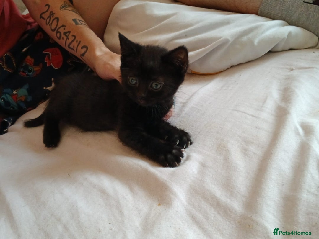British Shorthair cats for sale: Black kittens for sale - Image 5