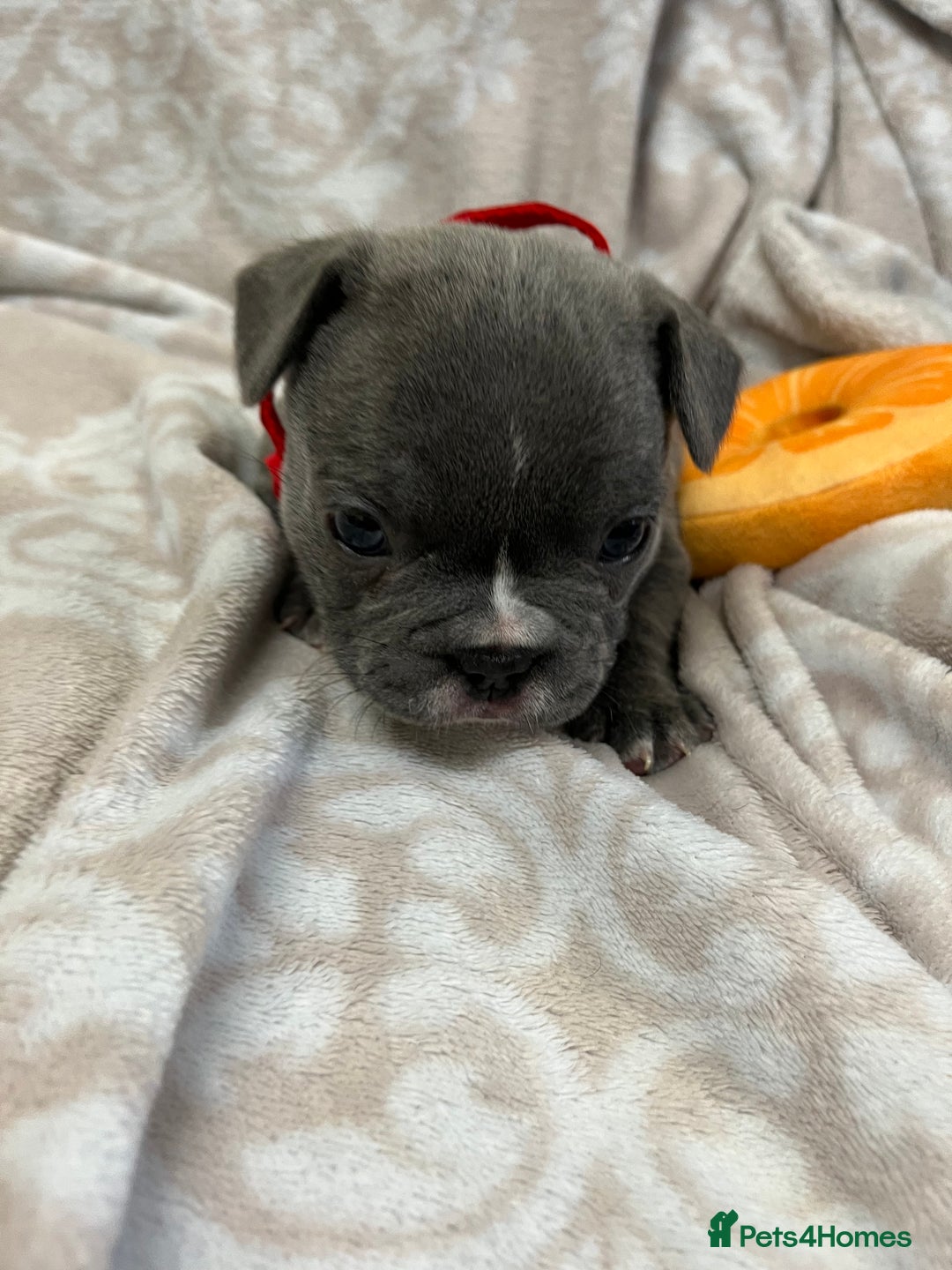 French Bulldog dogs for sale: Lovely Frenchies  - Advert 21