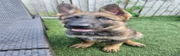 German Shepherd dogs for sale: German Shepherd  in Birmingham - Advert 4