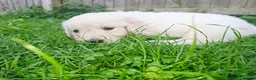 Golden Retriever dogs for sale: Golden Retriever Puppies  - Advert 11