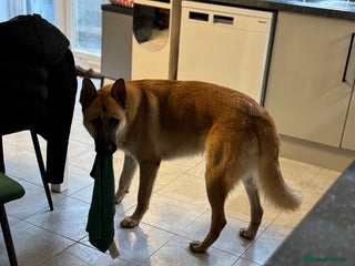 Mixed Breed dogs Zeus 9 months - Advert 1