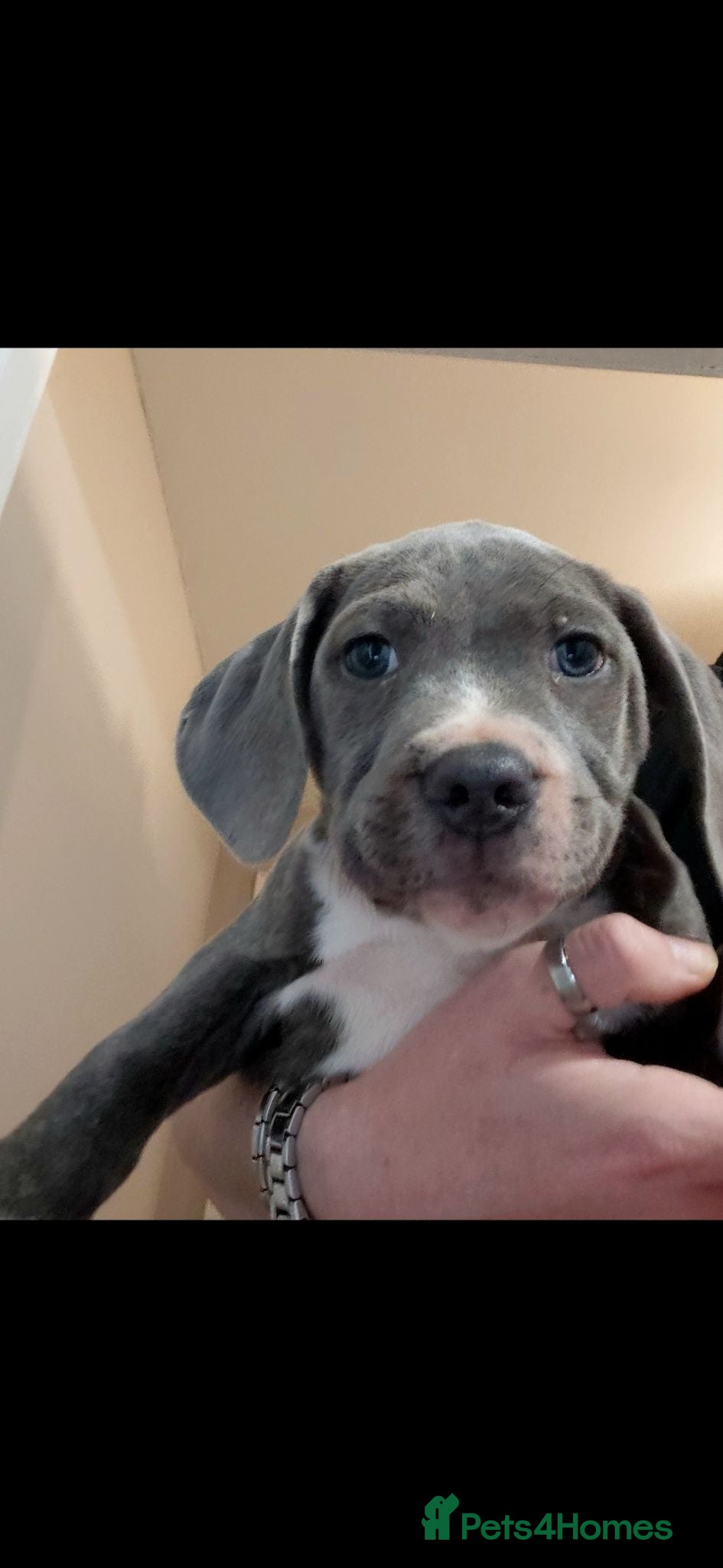 Staffordshire Bull Terrier dogs Blue staffy  - Advert 7