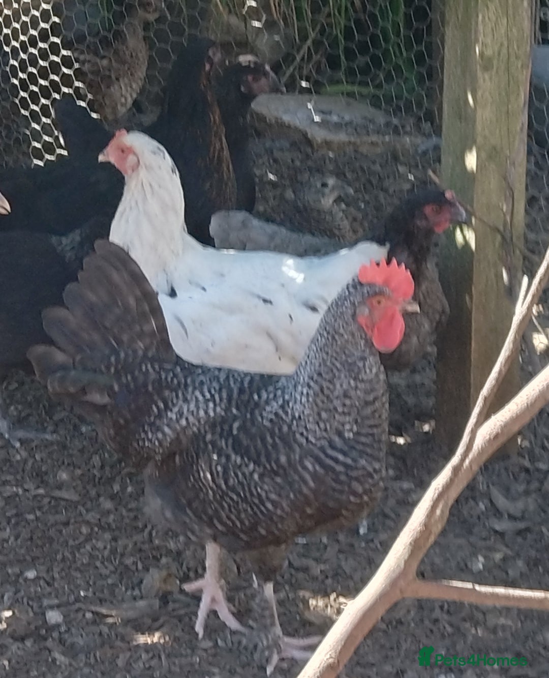 Hens poultry for sale: Various pullets - Image 2