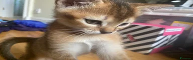 Penny 