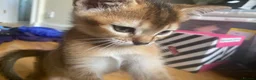 Abyssinian cats for sale: Four 3/4 Abyssinian 1/4 British shorthair kittens in Cambridge - Advert 6