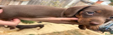 Miniature Dachshund 4