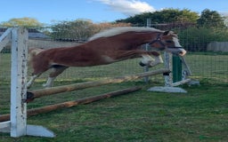 Welsh Section A horses for sale: 4 yr old welsh sec A filly - Image 9