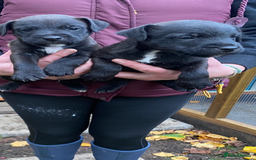 Patterjack dogs for sale: Patterjack pups - Advert 1