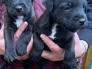 Patterjack dogs Patterjack pups - Advert 1