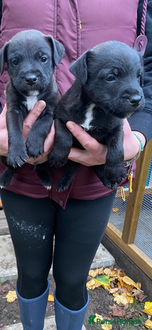 Patterjack dogs Patterjack pups - Advert 1