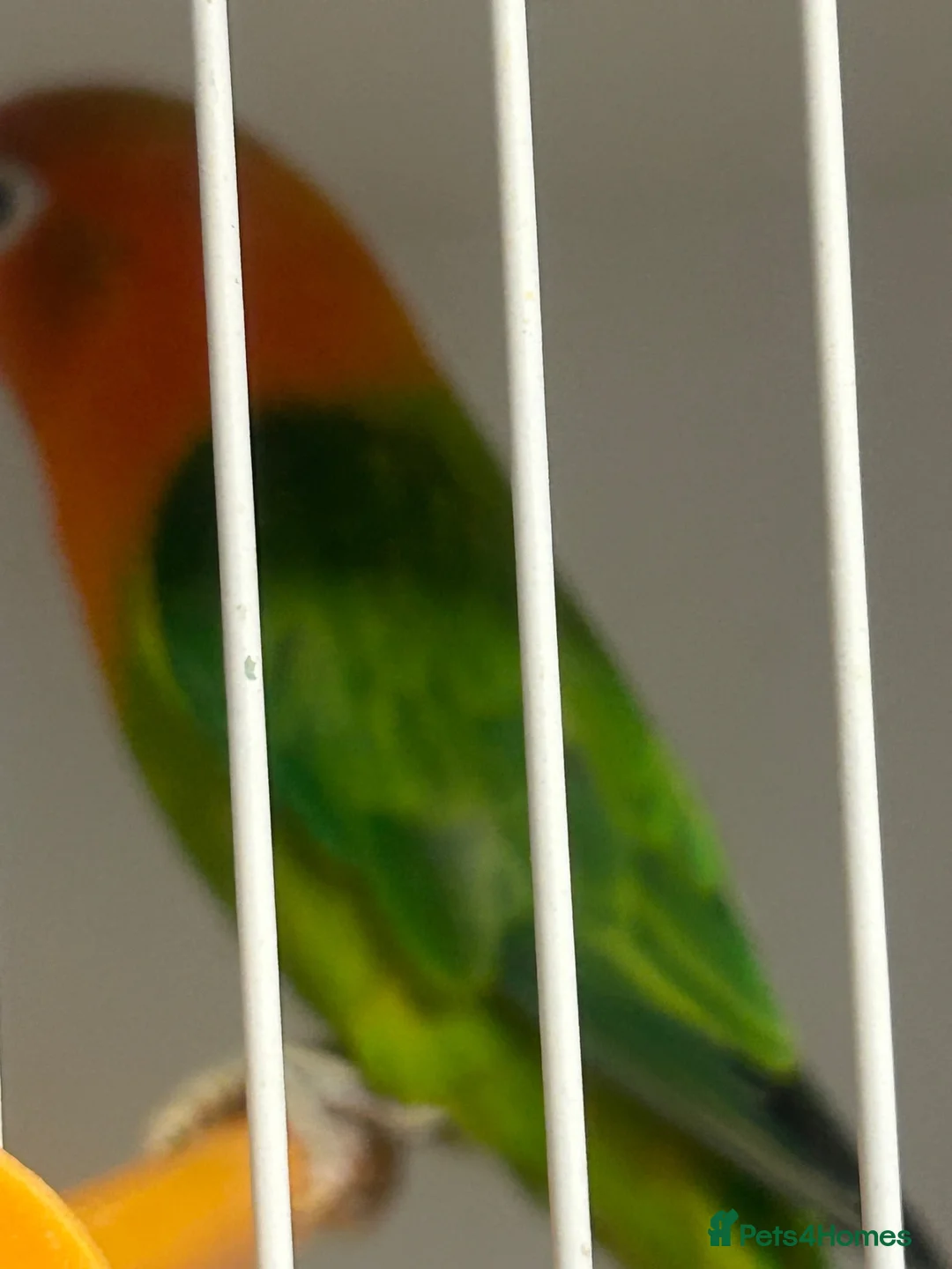 Lovebirds birds for sale: Pair of stunning lovebirds for sale - Advert 2