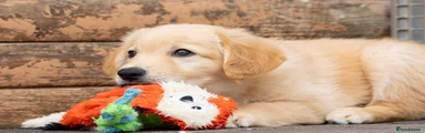 Golden Shepherd 2