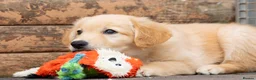 Golden Shepherd dogs for sale: Golden shepherds - Advert 4