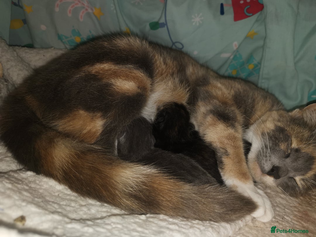 Domestic Shorthair cats for sale: Beautiful litter of kittens - Image 2