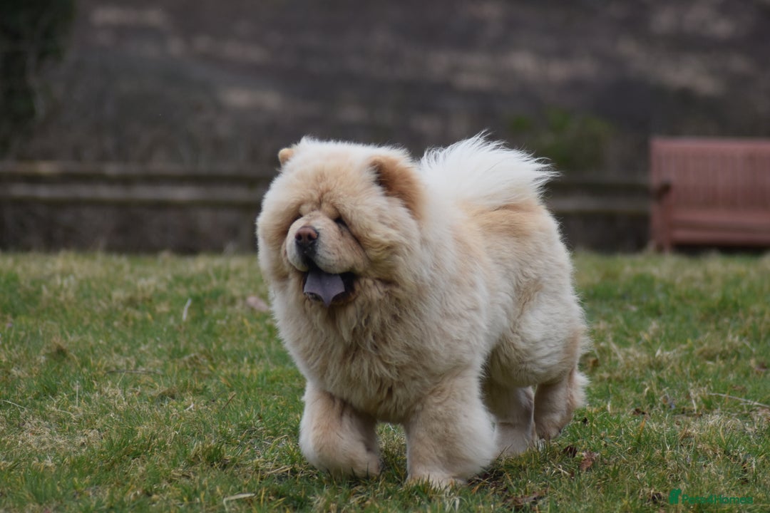 Chow Chow dogs for stud: Stunning KC registered cream boy, carries dilute. - Image 9