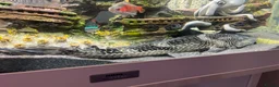 Plecos fish for sale: Pelco  - Advert 2