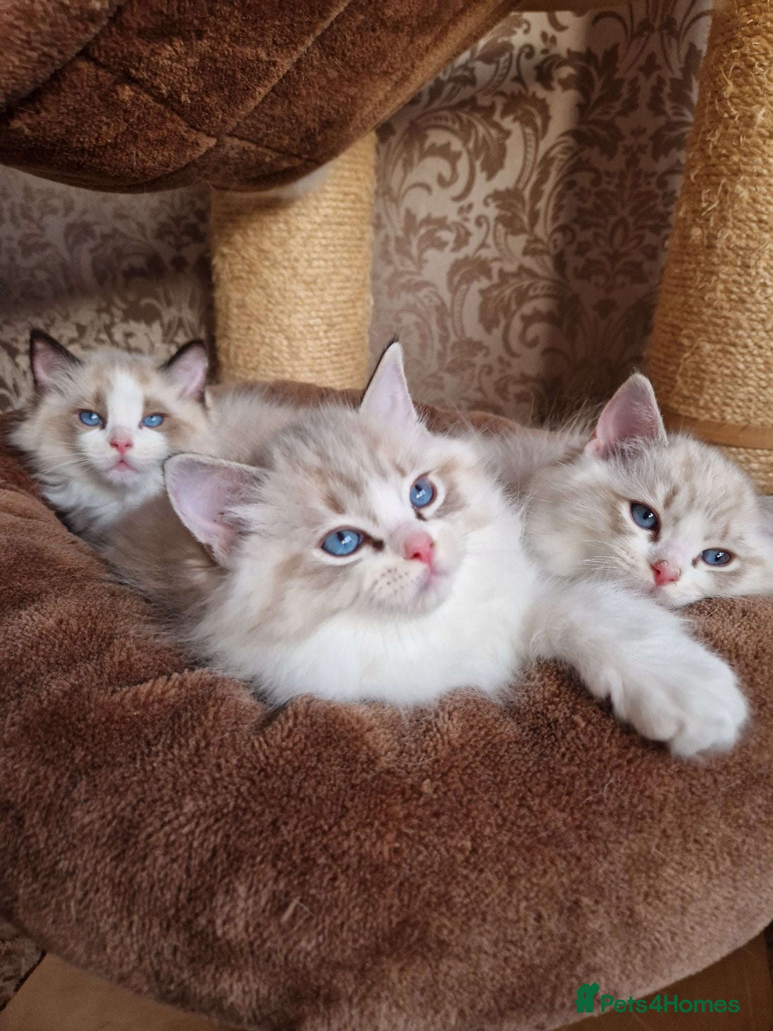 Ragdoll cats Show quality Ragdoll kittens - Advert 2