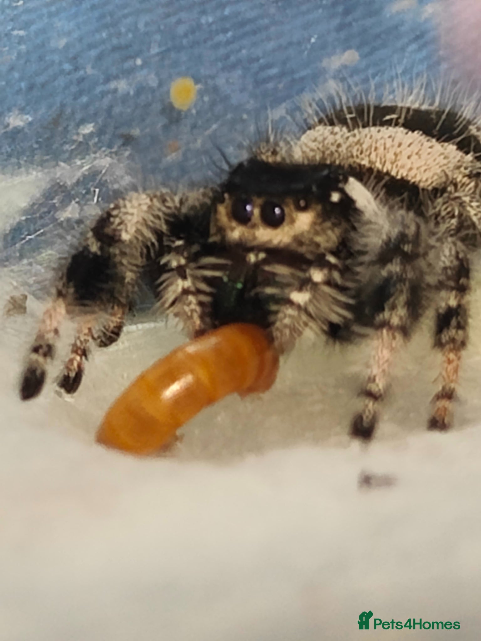 Spiders invertebrates Jumping spiders/Phidippus regius Bahamas/ - Advert 13
