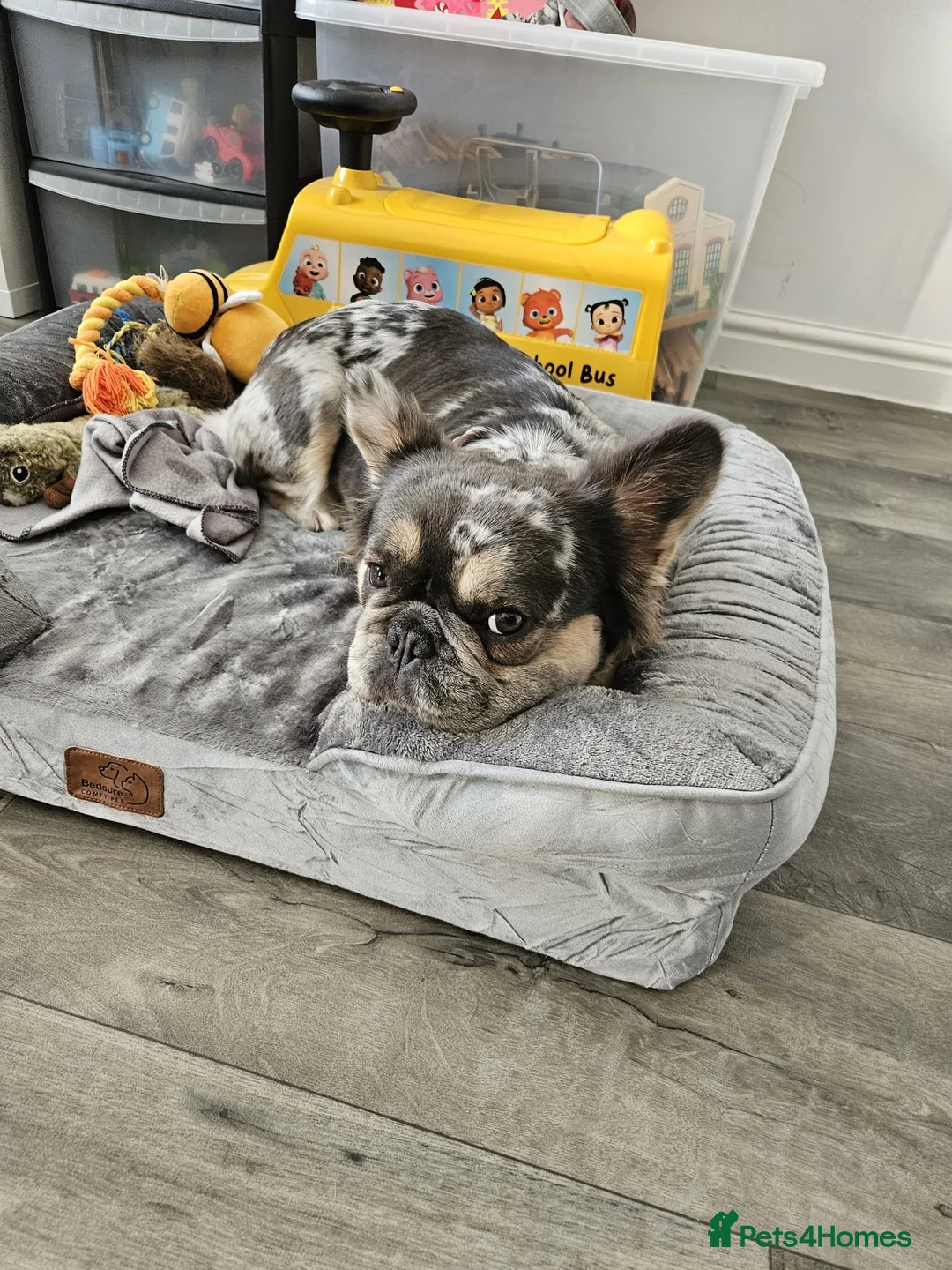 French Bulldog dogs for sale: Female Fluffy Merle French Bulldog 14 Months - Advert 2