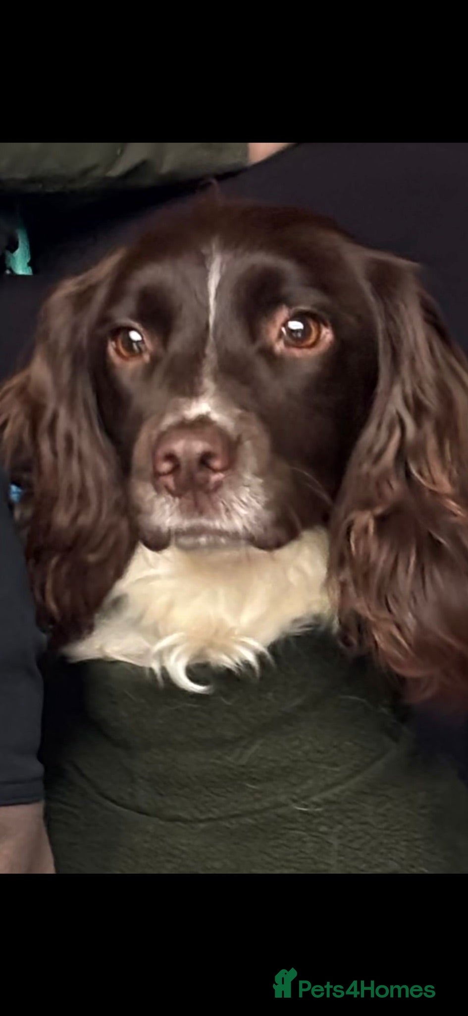 English Springer Spaniel dogs English Springer Spaniel dog pup - Advert 2
