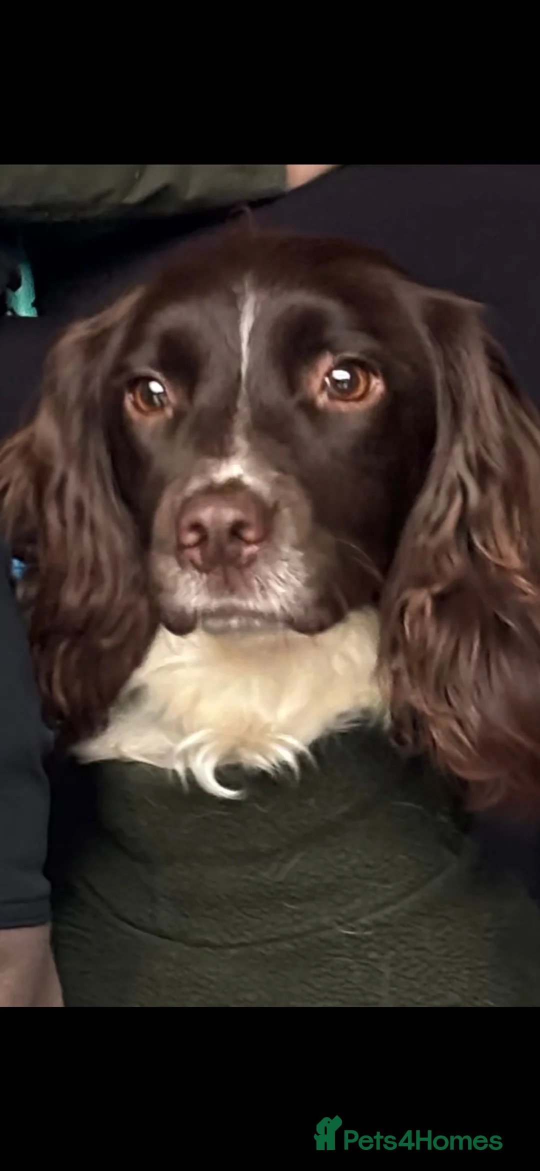 English Springer Spaniel dogs for sale: English Springer Spaniel dog pup in Castle Douglas - Advert 1