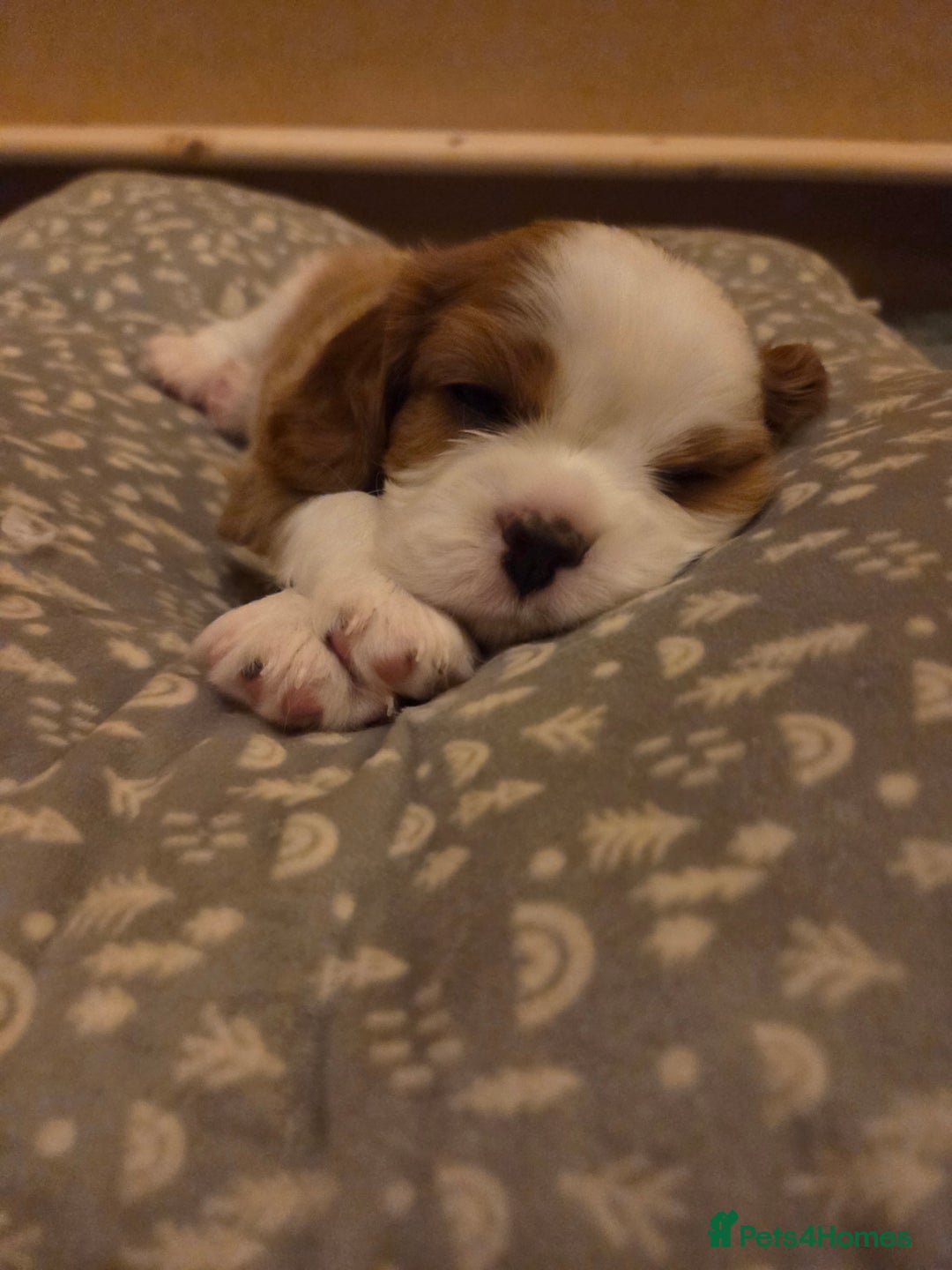 Cavalier King Charles Spaniel dogs for sale: Cavalier King Charles Spaniel 3 x puppies - Advert 27