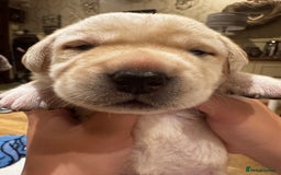Labrador Retriever dogs for sale: English yellow Labradors  - Image 20