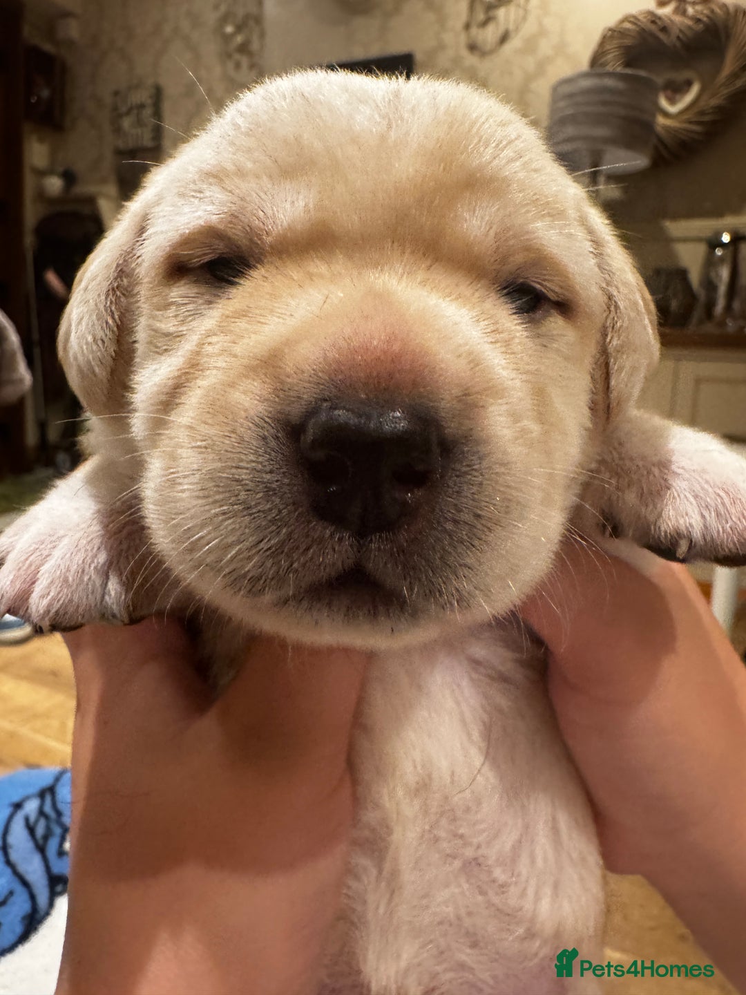 Labrador Retriever dogs for sale: English yellow Labradors  - Image 20