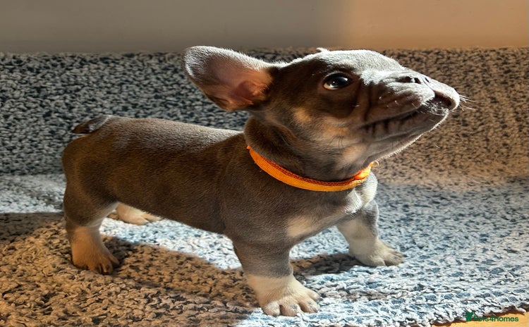 French Bulldog dogs - Advert 2