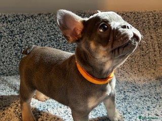 French Bulldog dogs - Advert 1