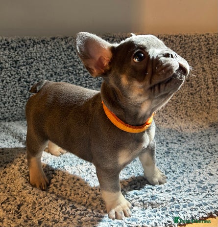 French Bulldog dogs - Advert 2