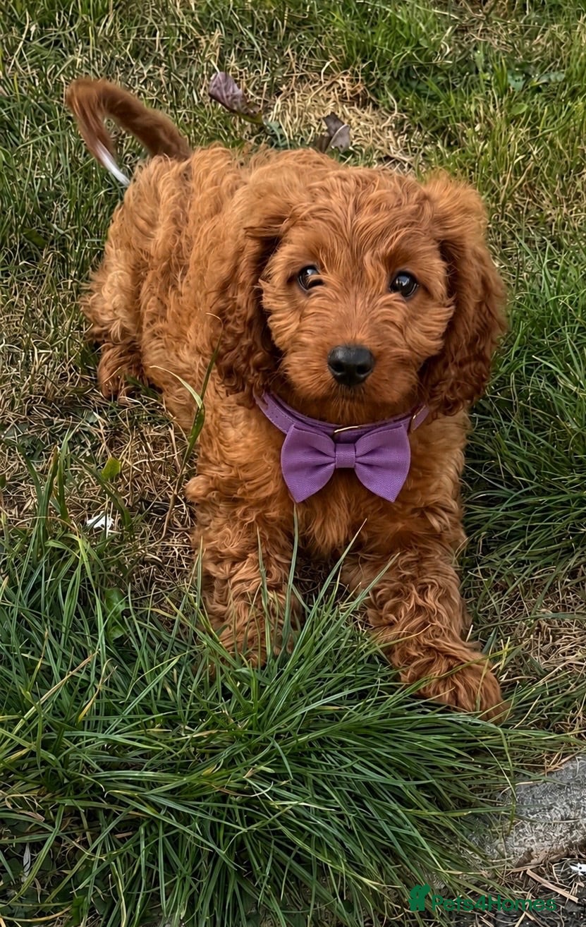 Cavapoo dogs DNA tested F1 Cavapoo puppies - Advert 1