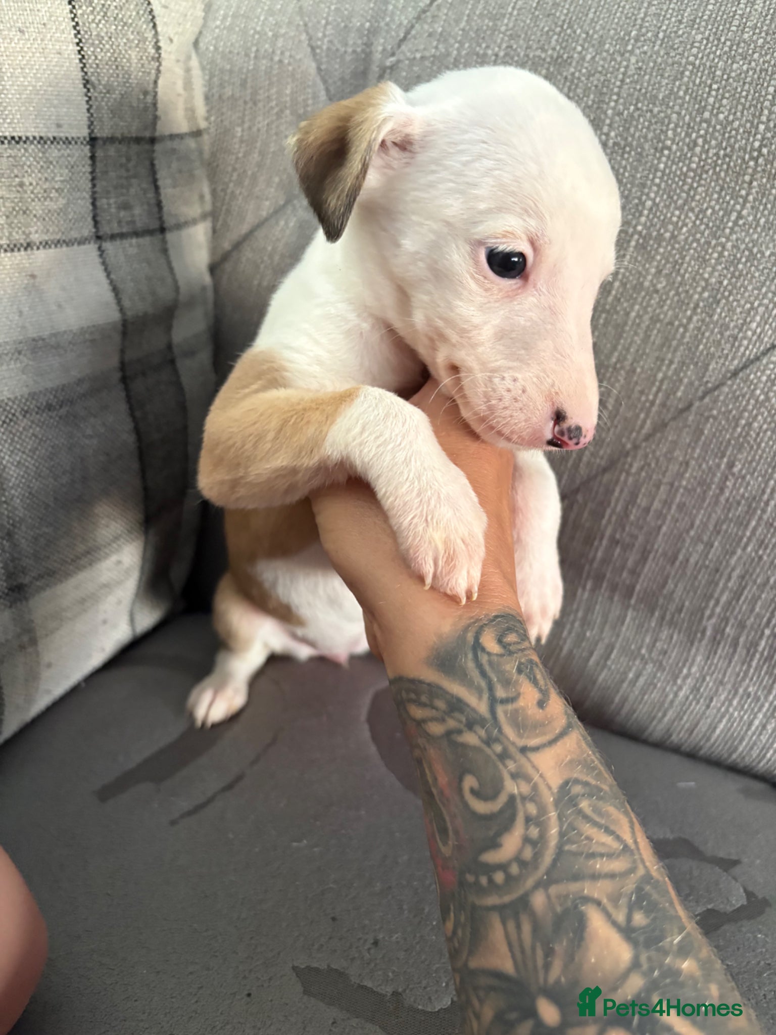 Whippet dogs Gorgeous whippet puppies  - Advert 2