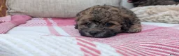 Shihpoo dogs for sale: ⭐ Toy Shihpoo Puppies ⭐ - Advert 4