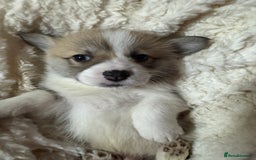 Welsh Corgi Pembroke dogs for sale: Naturally bobbed unique babies - Image 2
