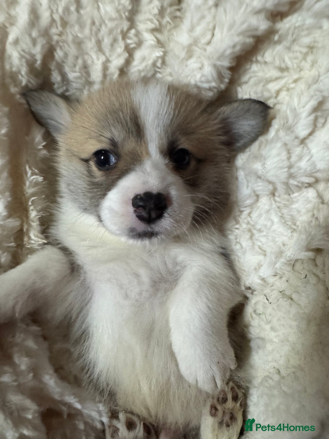 Welsh Corgi Pembroke dogs for sale: Naturally bobbed unique babies - Image 2