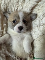 Welsh Corgi Pembroke dogs - Advert 4