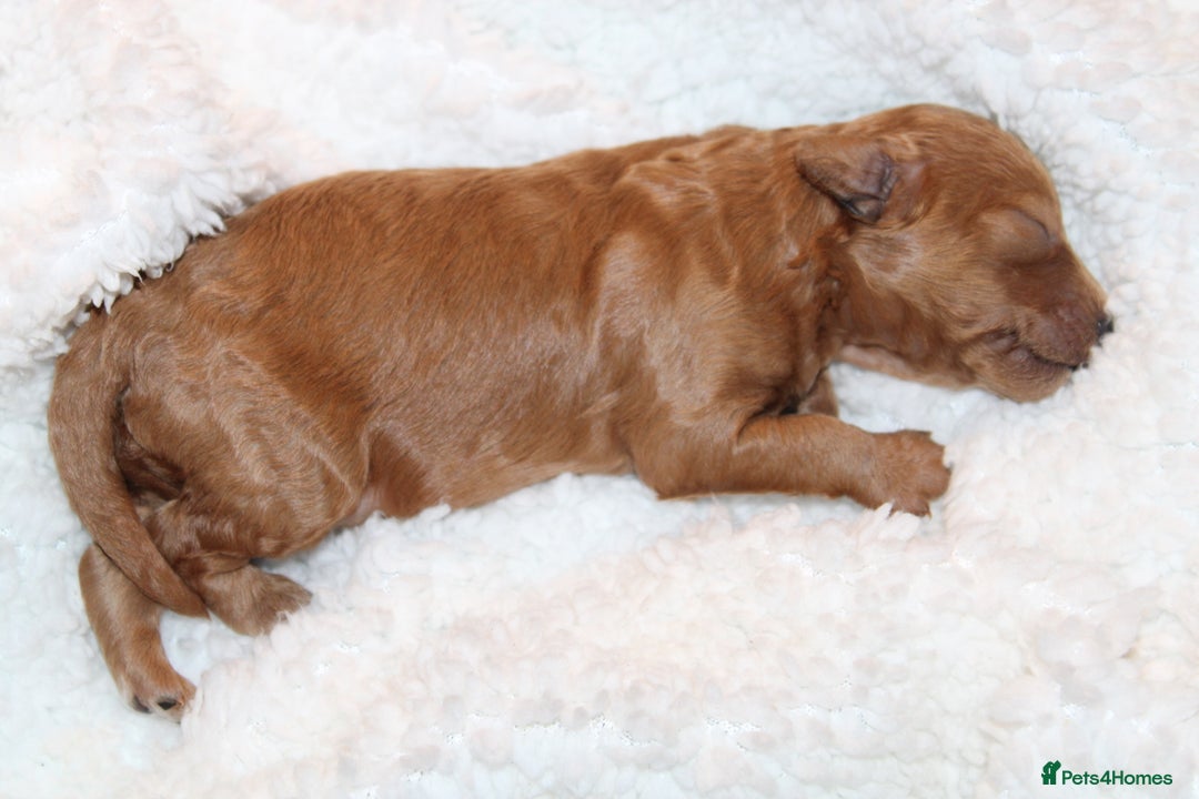 Poochon dogs for sale: Beautiful mini poochons puppies  - Advert 7