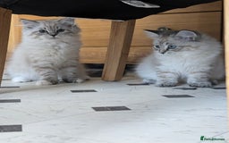 Siberian cats for sale: Litter "W" Neva Masquerade - Image 5