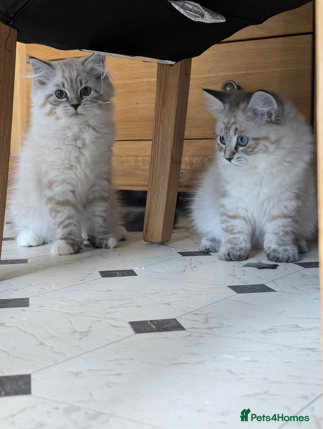 Siberian cats for sale: Litter "W" Neva Masquerade - Image 5
