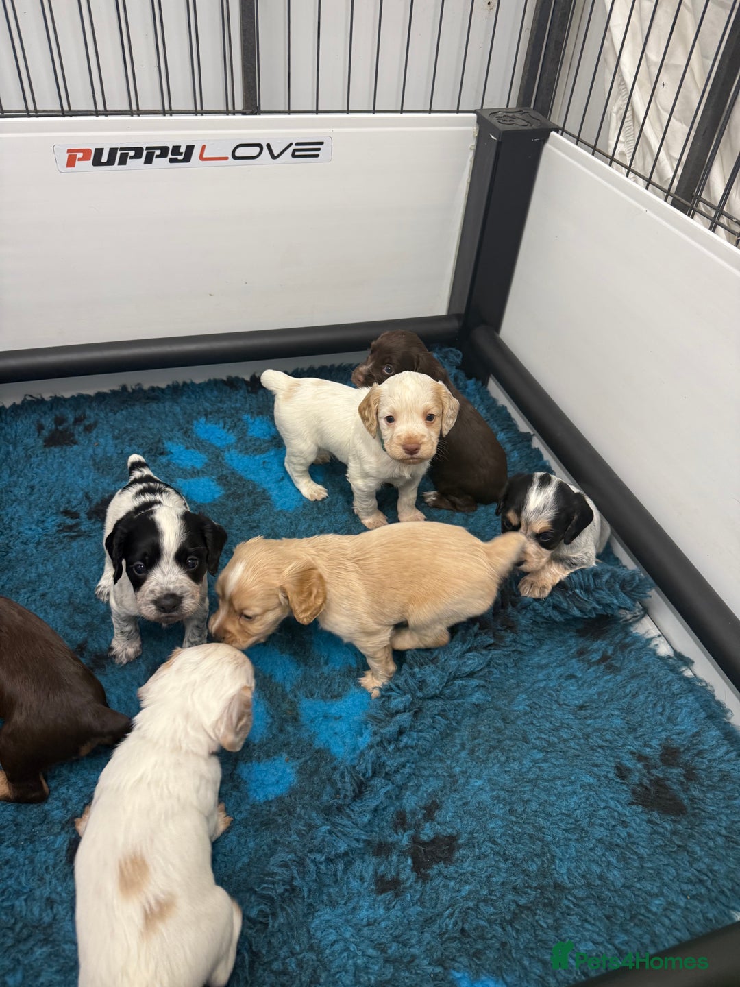 Cocker Spaniel dogs for sale: Working cocker spainel puppies  - Advert 32