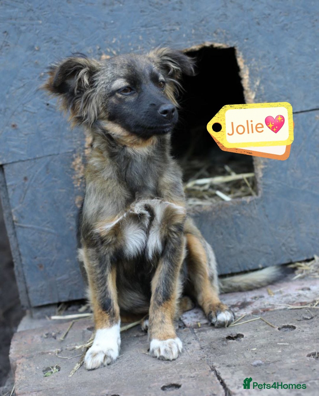 Mixed Breed dogs for adoption: 💖🐶 LOLLY & JOLIE 🐶💖 - Image 4